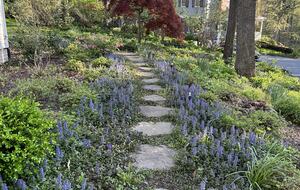 Spring flowers on front walkway