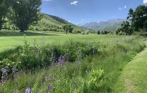 Spring wildflowers on Wasatch Mountain golf course
