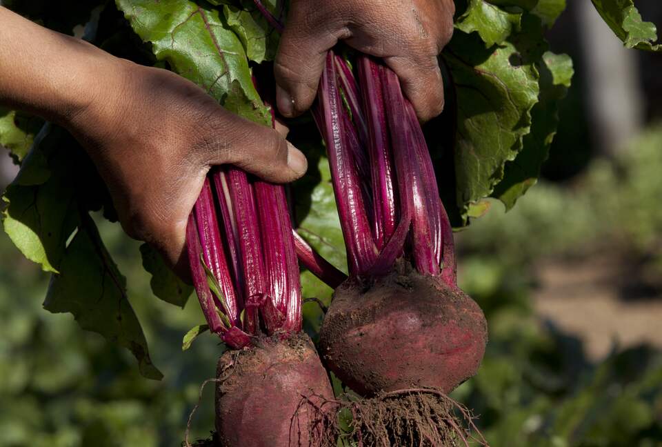 Olivo Santo Estate - Laguna de Zapallar, Chile