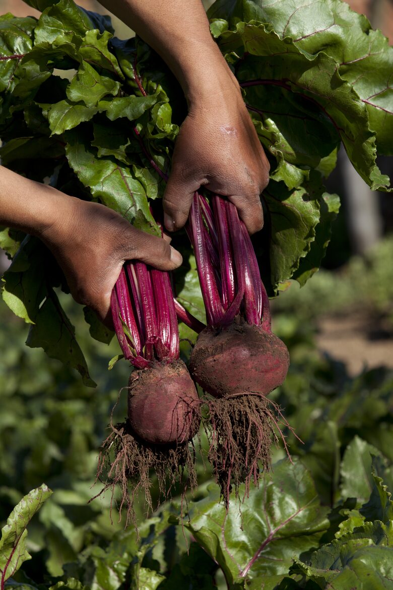 Olivo Santo Estate - Laguna de Zapallar, Chile
