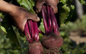 Olivo Santo Estate - Laguna de Zapallar, Chile