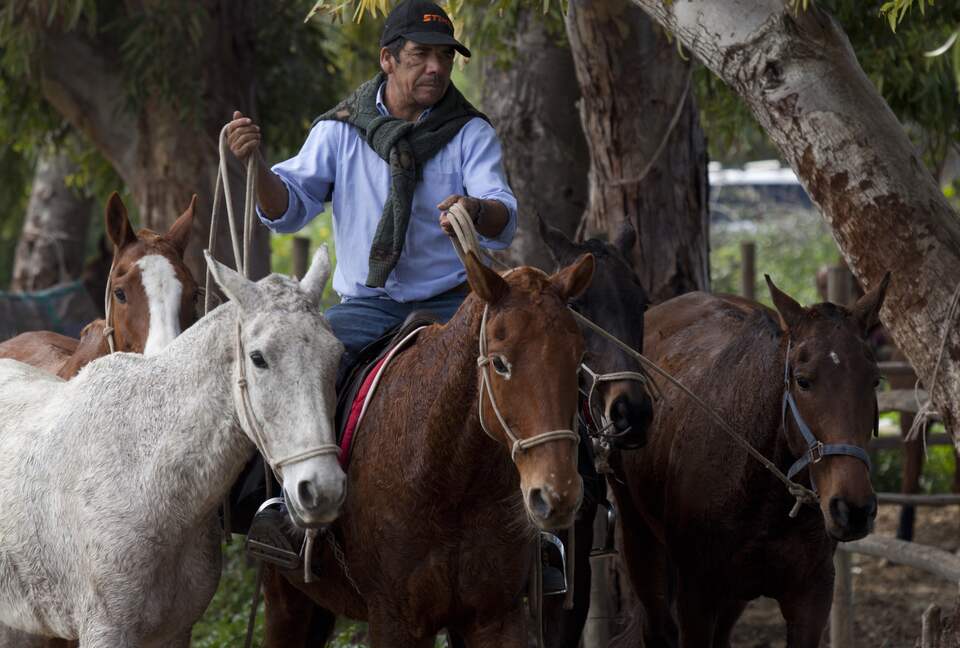 Olivo Santo Estate - Laguna de Zapallar, Chile
