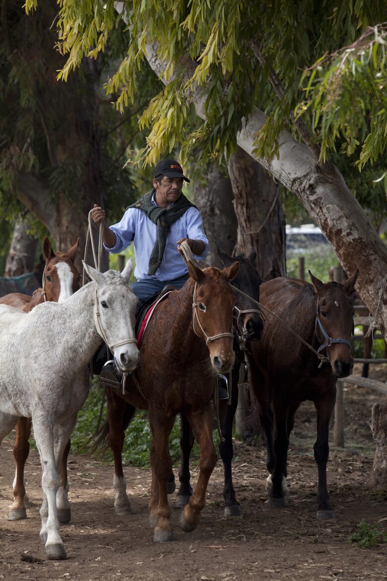 Olivo Santo Estate - Laguna de Zapallar, Chile