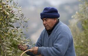 Olivo Santo Estate - Laguna de Zapallar, Chile