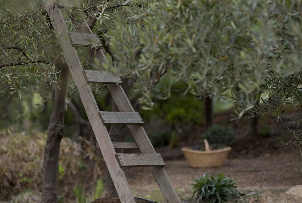 Olivo Santo Estate - Laguna de Zapallar, Chile