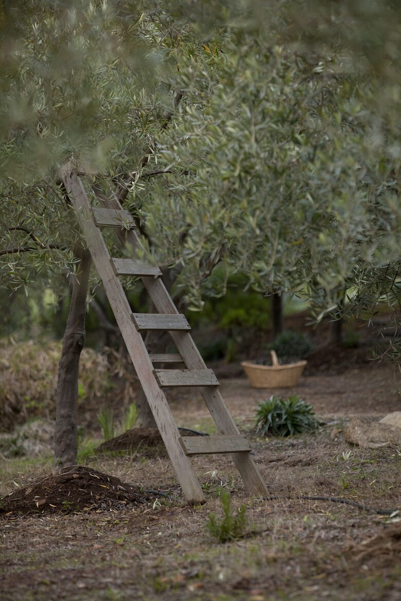 Olivo Santo Estate - Laguna de Zapallar, Chile