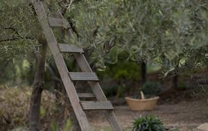 Olivo Santo Estate - Laguna de Zapallar, Chile