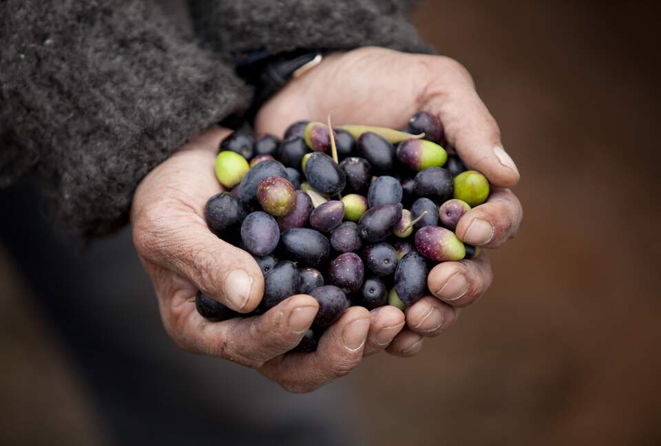 Olivo Santo Estate - Laguna de Zapallar, Chile