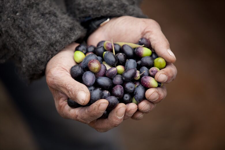Olivo Santo Estate - Laguna de Zapallar, Chile