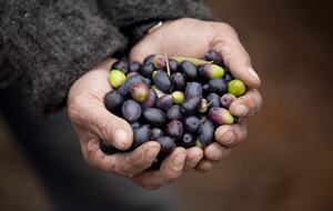 Olivo Santo Estate - Laguna de Zapallar, Chile