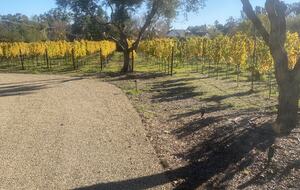 The Grove Estate Sonoma - Sonoma, California