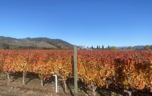 The Grove Estate Sonoma - Sonoma, California