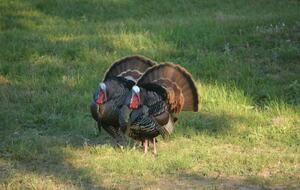 Private Getaway with a Game Room - Near Frio River - Leakey, Texas
