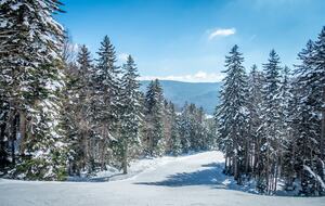 Black Bear Crossing #35 | Ski In/ Ski Out, Steps to Black Bear and Powder Ridge - Snowshoe, West Virginia