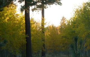 Aspen Meadow Lodge | Private Pickleball Court, Bonus Room, on 8.5 Acres - Sisters, Oregon