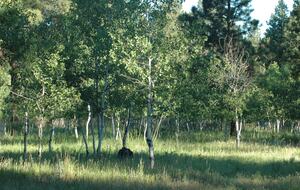 Aspen Meadow Lodge | Private Pickleball Court, Bonus Room, on 8.5 Acres - Sisters, Oregon
