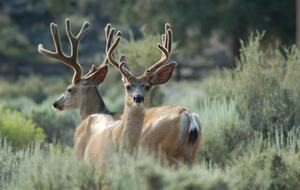 Aspen Meadow Lodge | Private Pickleball Court, Bonus Room, on 8.5 Acres - Sisters, Oregon