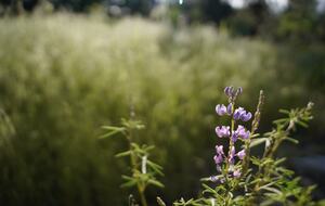 Aspen Meadow Lodge | Private Pickleball Court, Bonus Room, on 8.5 Acres - Sisters, Oregon