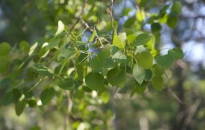 Aspen Meadow Lodge | Private Pickleball Court, Bonus Room, on 8.5 Acres - Sisters, Oregon