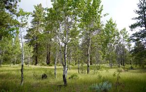 Aspen Meadow Lodge | Private Pickleball Court, Bonus Room, on 8.5 Acres - Sisters, Oregon