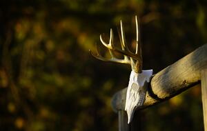 Aspen Meadow Lodge | Private Pickleball Court, Bonus Room, on 8.5 Acres - Sisters, Oregon