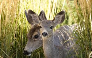 Aspen Meadow Lodge | Private Pickleball Court, Bonus Room, on 8.5 Acres - Sisters, Oregon