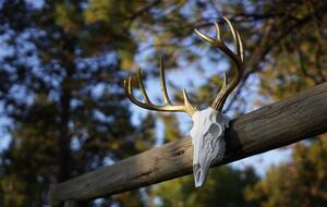 Aspen Meadow Lodge | Private Pickleball Court, Bonus Room, on 8.5 Acres - Sisters, Oregon