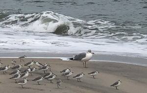 South End Beach Retreat | 1st floor duplex w/incredible views, short walk to beach - Ocean City, New Jersey