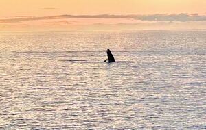 Luxury Oceanfront Balinese Oasis - Nīnole, Hawaii