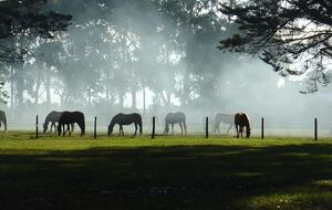 Santa Sylvina Estancia | Unforgettable Argentinian Estate | 250+ Acres | Beach and Golf Club Access!