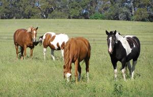 Santa Sylvina Estancia | Unforgettable Argentinian Estate | 250+ Acres | Beach and Golf Club Access! - Chapadmadal, Mar de Plata, Argentina
