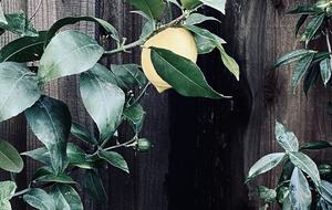 Deluxe Beach Cottages in Stinson Beach - Stinson Beach, California