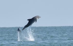 Family Friendly Port Aransas Getaway | With ocean views, beach boardwalk, & pool - Port Aransas, Texas