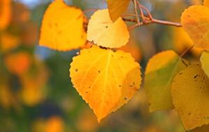 Fall Aspen Leaves off the back deck