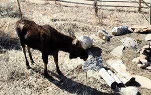 Extraordinary Colorado Mountain Home - Fraser, Colorado