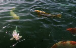 Luxury Napa Estate in the Heart of Wine Country - Napa, California