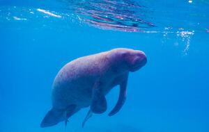 You Better BELIZE IT | Caye Caulker Luxury Ocean Front - Caye Caulker, Belize