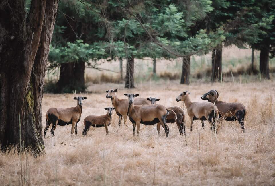 Sonoma Wine Country Estate - as seen on Emmy Award winning show Staycation! - Sebastopol, California