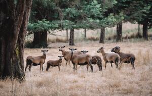 Sonoma Wine Country Estate - as seen on Emmy Award winning show Staycation! - Sebastopol, California