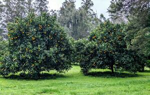 Santa Sylvina Estancia | Unforgettable Argentinian Estate | 250+ Acres | Beach and Golf Club Access! - Chapadmadal, Mar de Plata, Argentina