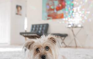 Sonoma Wine Country Estate - as seen on Emmy Award winning show Staycation! - Sebastopol, California