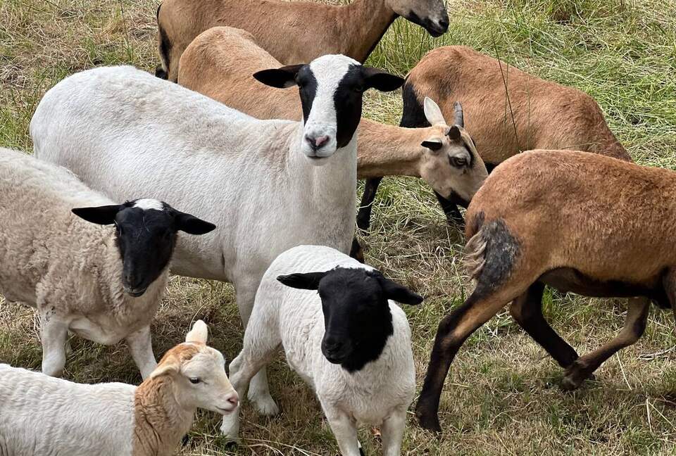 Sonoma Wine Country Estate - as seen on Emmy Award winning show Staycation! - Sebastopol, California