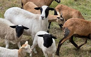 Sonoma Wine Country Estate - as seen on Emmy Award winning show Staycation! - Sebastopol, California