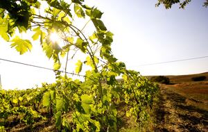 The Hideaways Club - Podere Le Sensaie - La Sterza, Italy