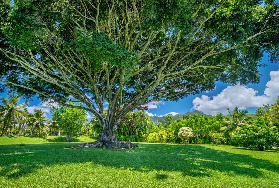 Tropical North Shore Kauai Escape with Scenic Views - Kilauea, Hawaii