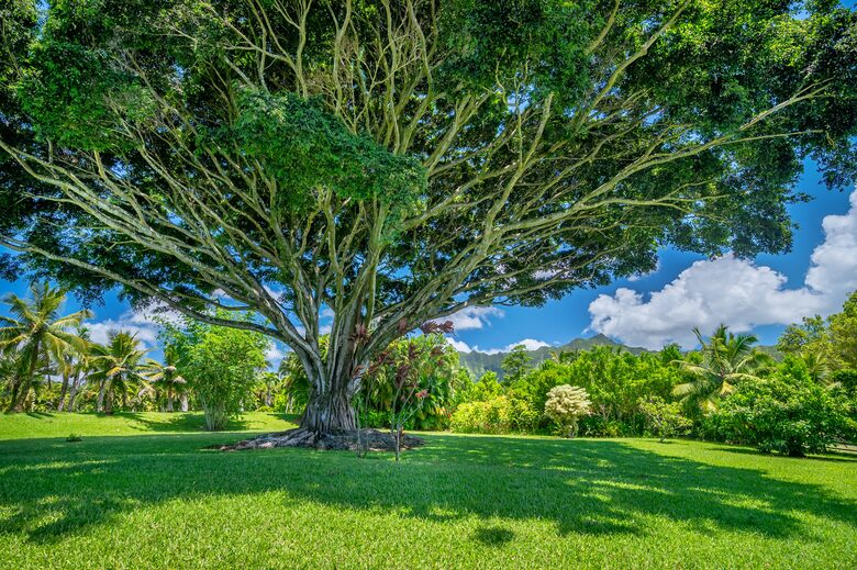 Tropical North Shore Kauai Escape with Scenic Views - Kilauea, Hawaii