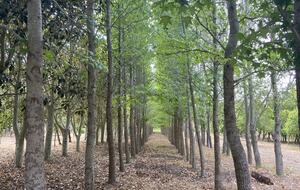 Manor House Fijndraai Estate - Stellenbosch, South Africa