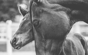 Manor House Fijndraai Estate - Stellenbosch, South Africa