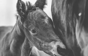 Manor House Fijndraai Estate - Stellenbosch, South Africa