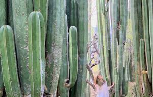 San Miguel Holistic Sanctuary - San Miguel de Allende, Mexico